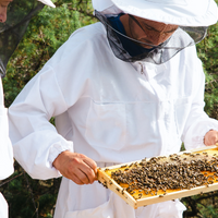 Le miel de Manuka est-il cru ? Un guide complet - Apiculteur